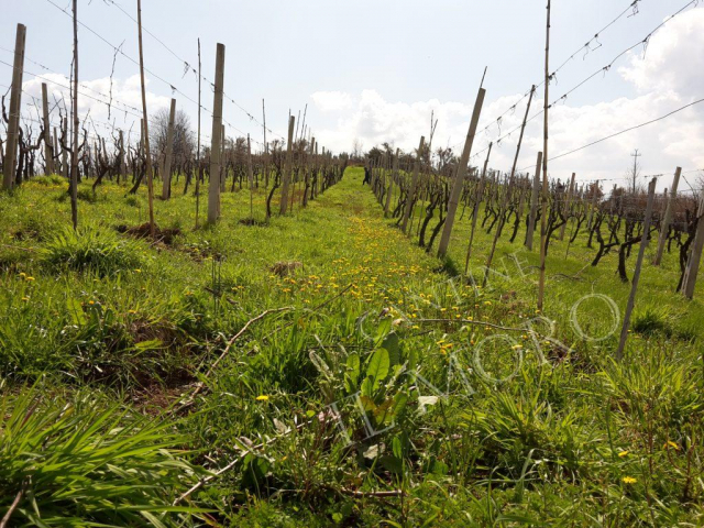 vigneto visto dal basso