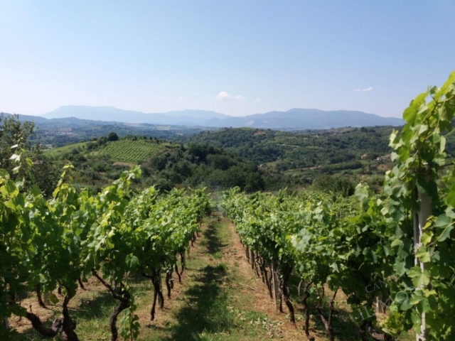 vigna con panorama